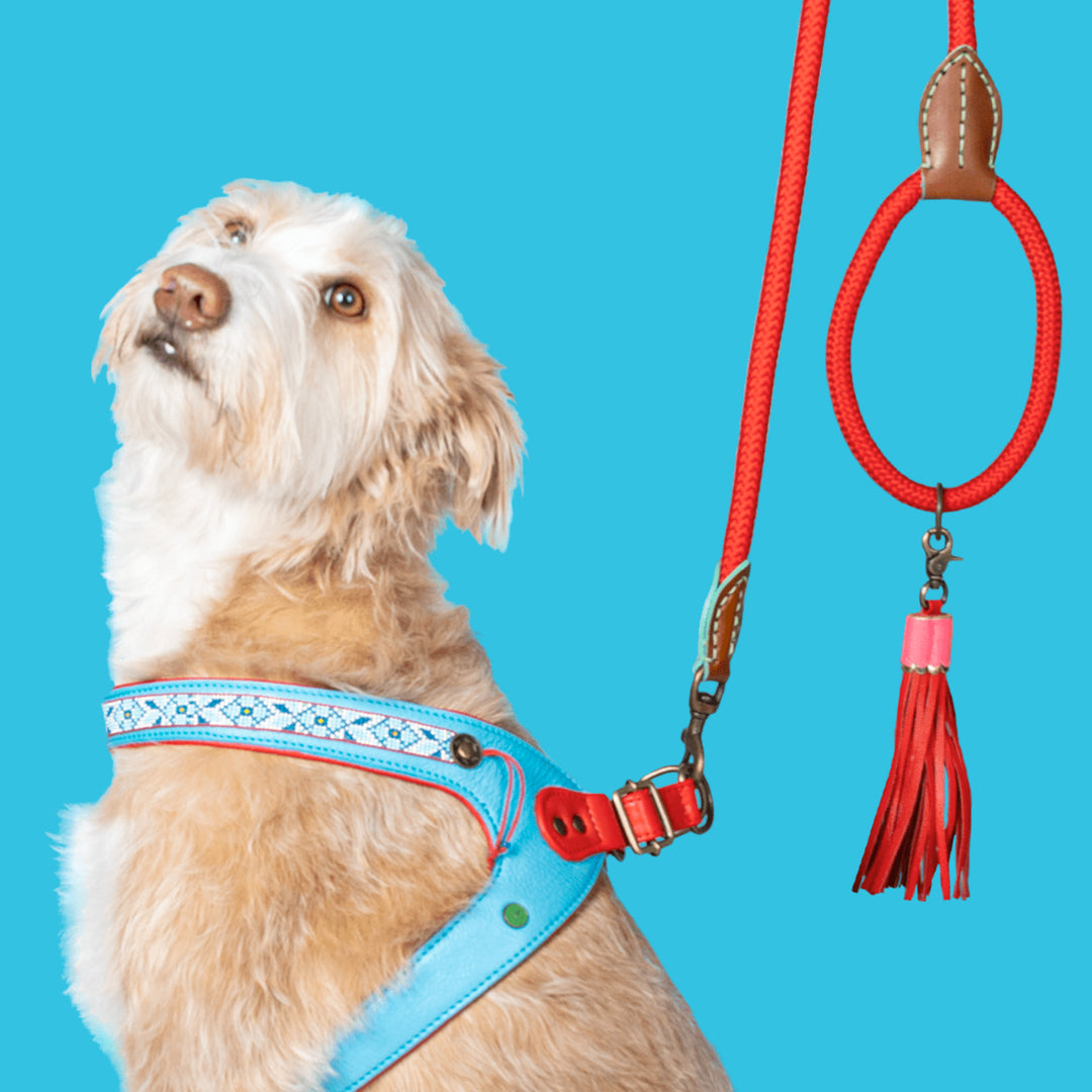 Dog with a mission – Hundegeschirr Dutchie - IQ Horse