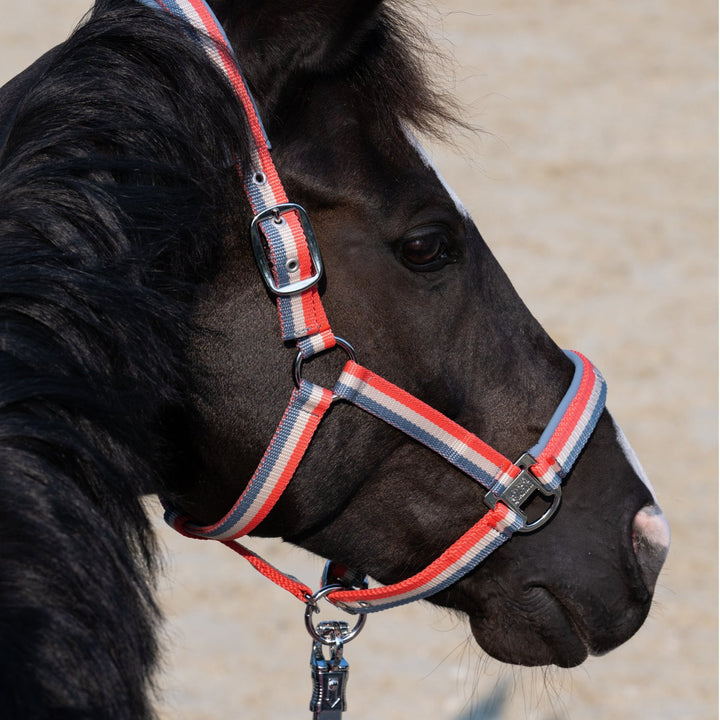 Eskadron Halfter DOUBLE PIN Classic Sports 25, Steel-Blue-Greige - IQ Horse