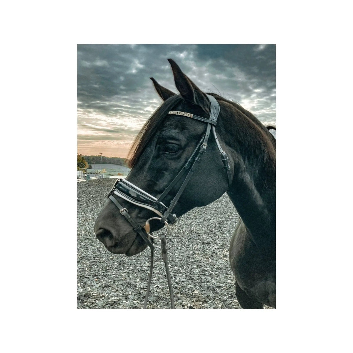 IQ Horse Trensenzaum "Fabergé" anatomisch, abn. Sperrriemen, schwedisch, franz. Haken, Lack, weiß unterlegt - IQ Horse