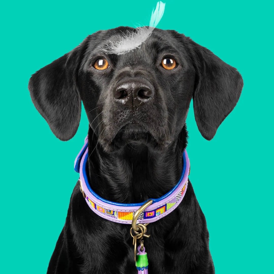 DWAM Hundehalsband COLORPOP - IQ Horse