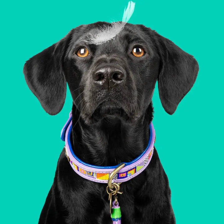 Dog with a Mission – Halsband ColorPop – bunt &amp; stylish - IQ Horse