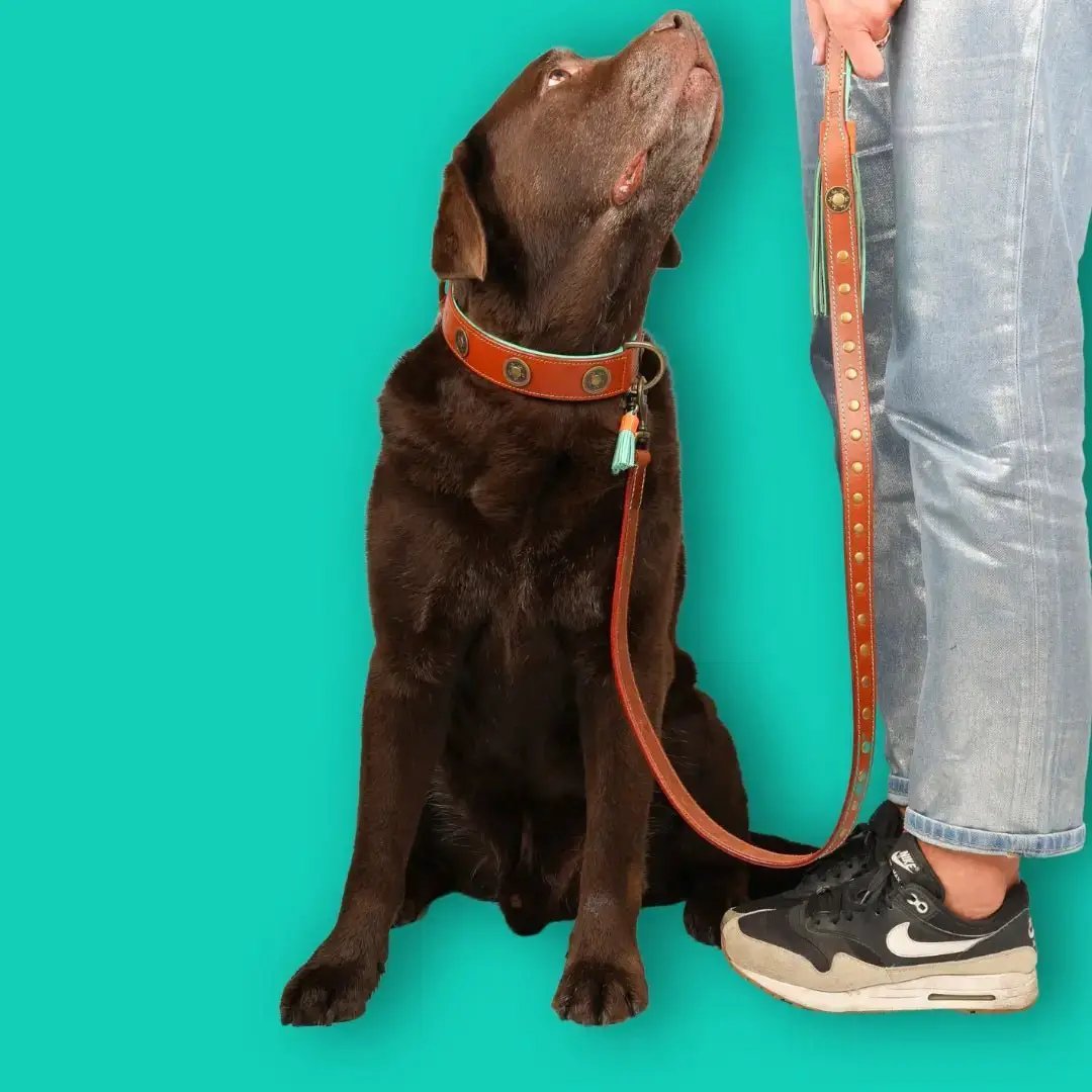 Dog with a Mission – JOE Hundeleine – robust, urban & stylisch - IQ Horse