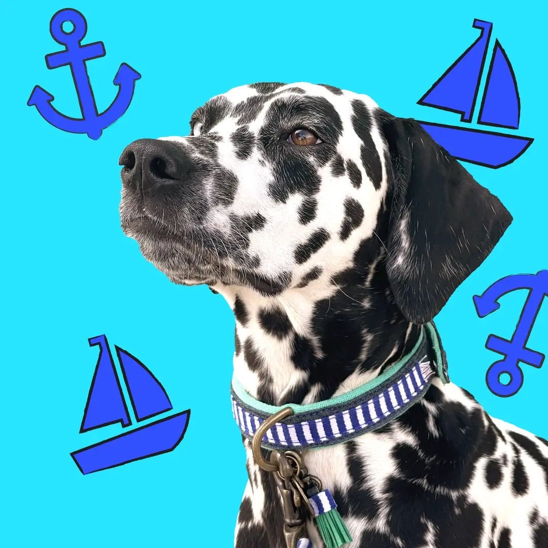 DWAM Hundehalsband MR CRUISE - IQ Horse