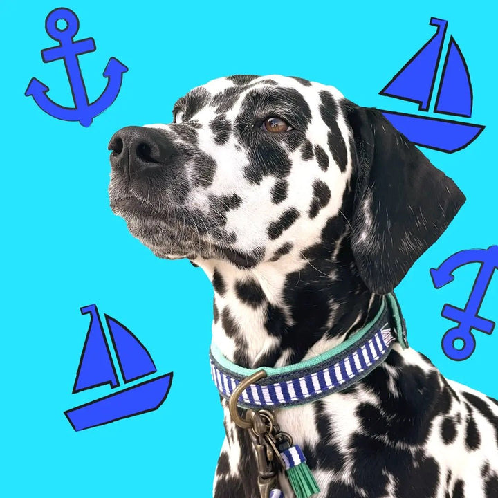 DWAM Hundehalsband MR CRUISE - IQ Horse