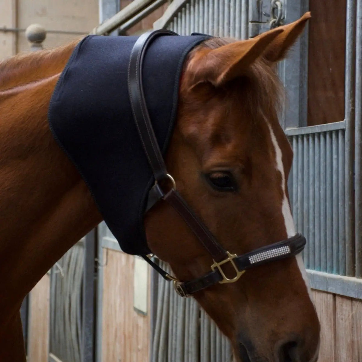 LuxMy M - Lichttherapie - Pad - IQ Horse