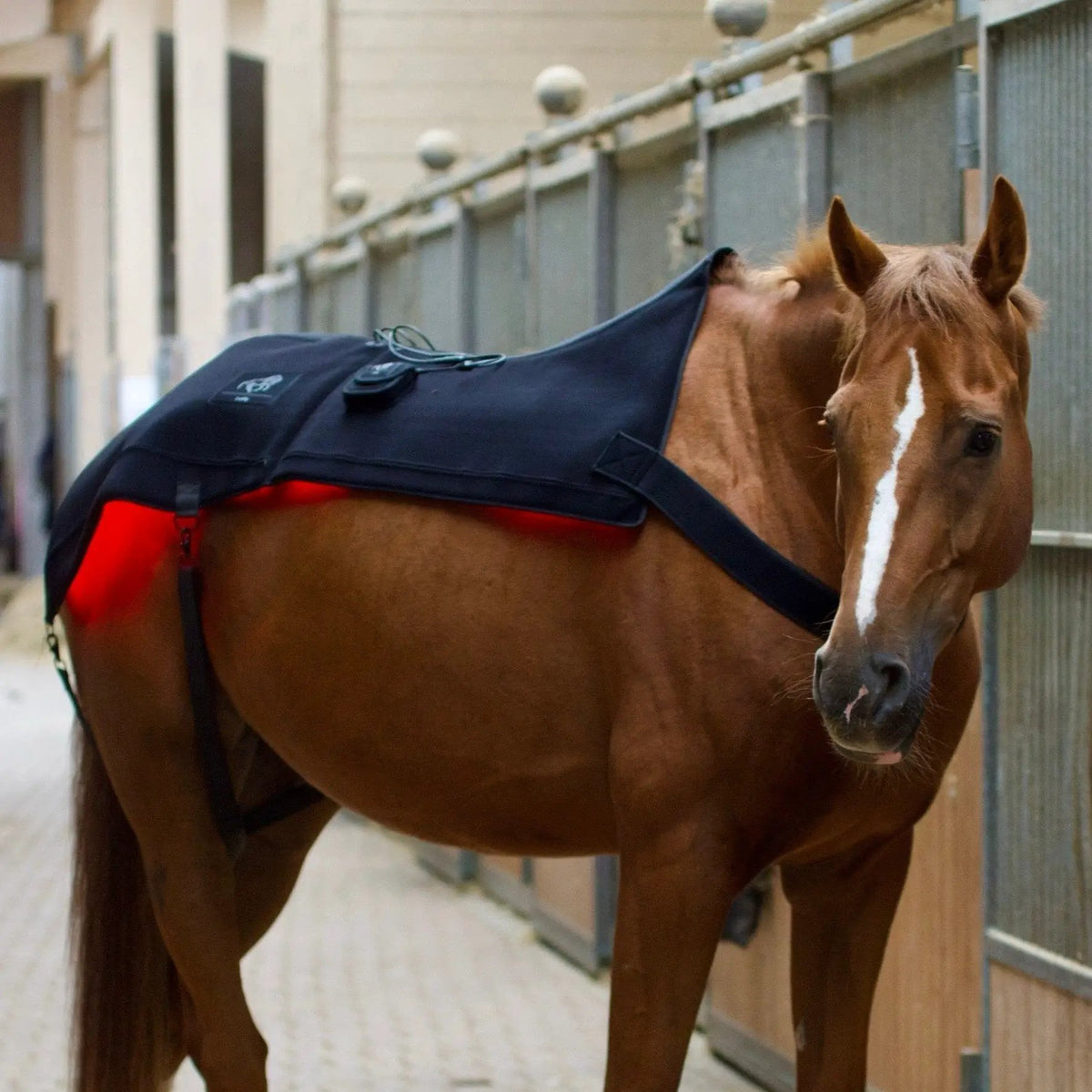 LuxMy Lichttherapie - Decke - IQ Horse