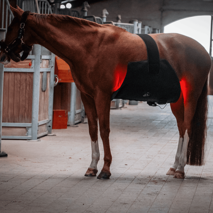 LuxMy XL-Lichttherapie-Pad - IQ Horse