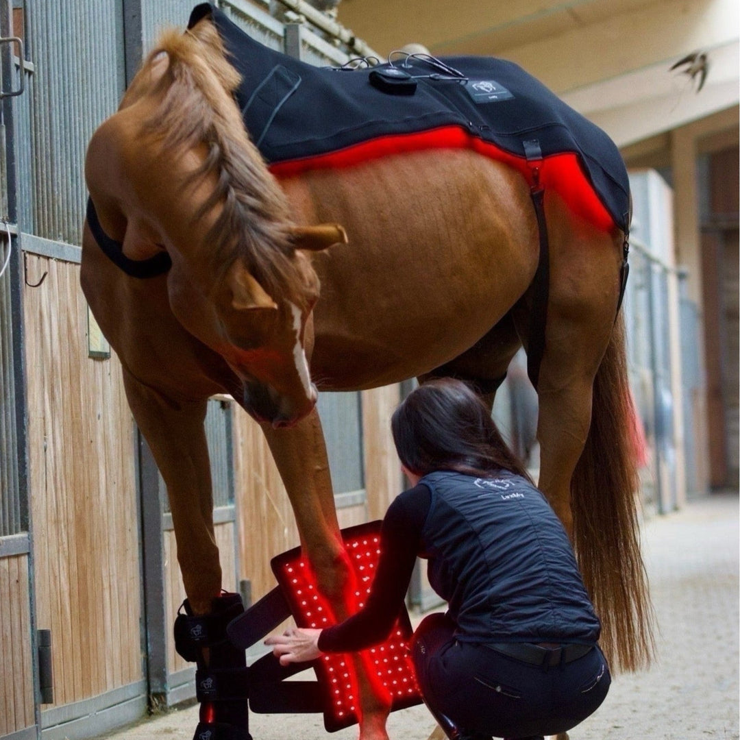 LuxMy Set – Sorglos (Decke / Gamaschen Hoch) - Option 2 - IQ Horse