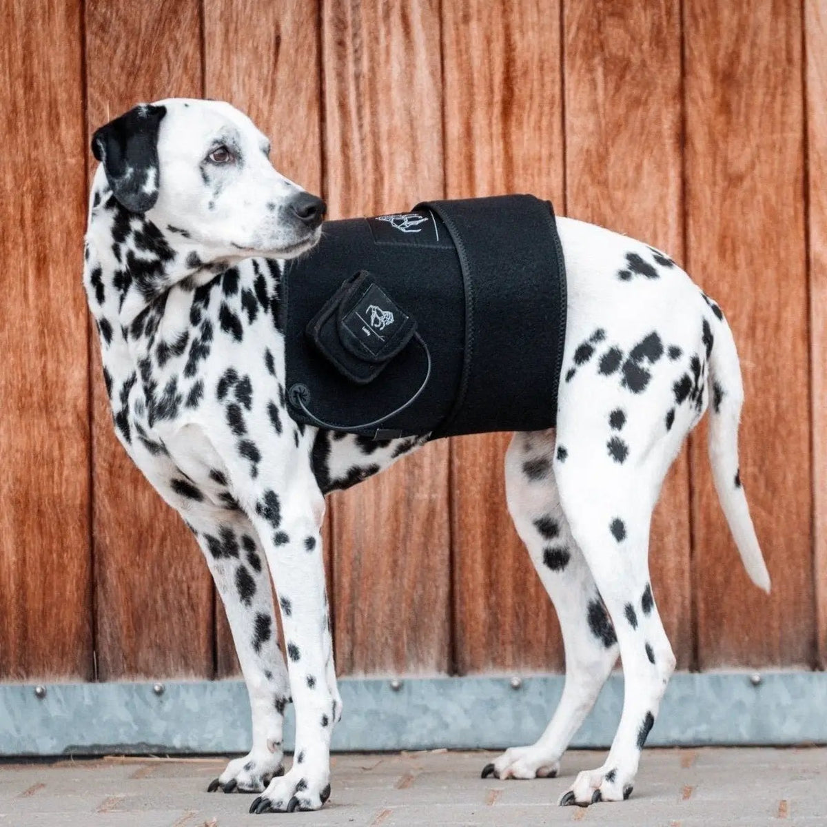 LuxMy M - Lichttherapie - Pad - IQ Horse