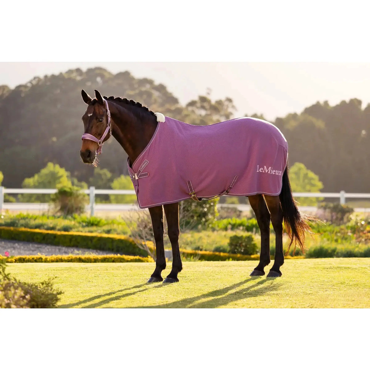 LeMieux Kudos Bambus-Cooler Abschwitzdecke on a horse, purple color with LeMieux logo