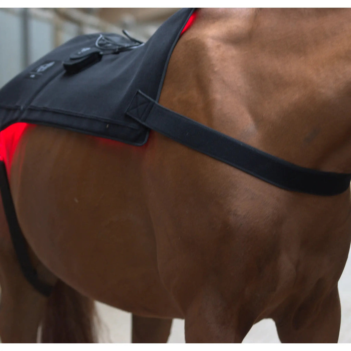 LuxMy Lichttherapie-Pads mieten – 2–4 Wochen - IQ Horse