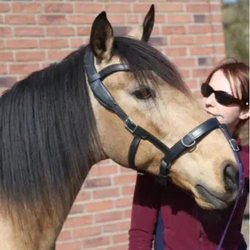 NeXaver SMART Leder Longierzaum - IQ Horse