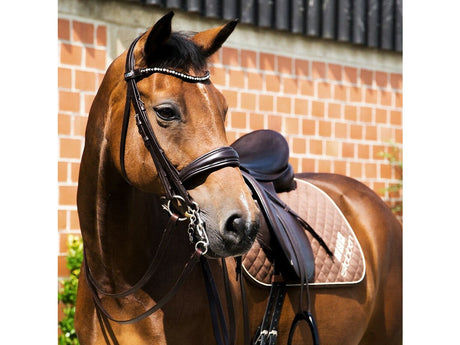 Stübben 2in1 Trensenzaum & Kandarenzaum 2810 Switch mit Stirnband Magic Tack (ebony/ebony) - IQ Horse