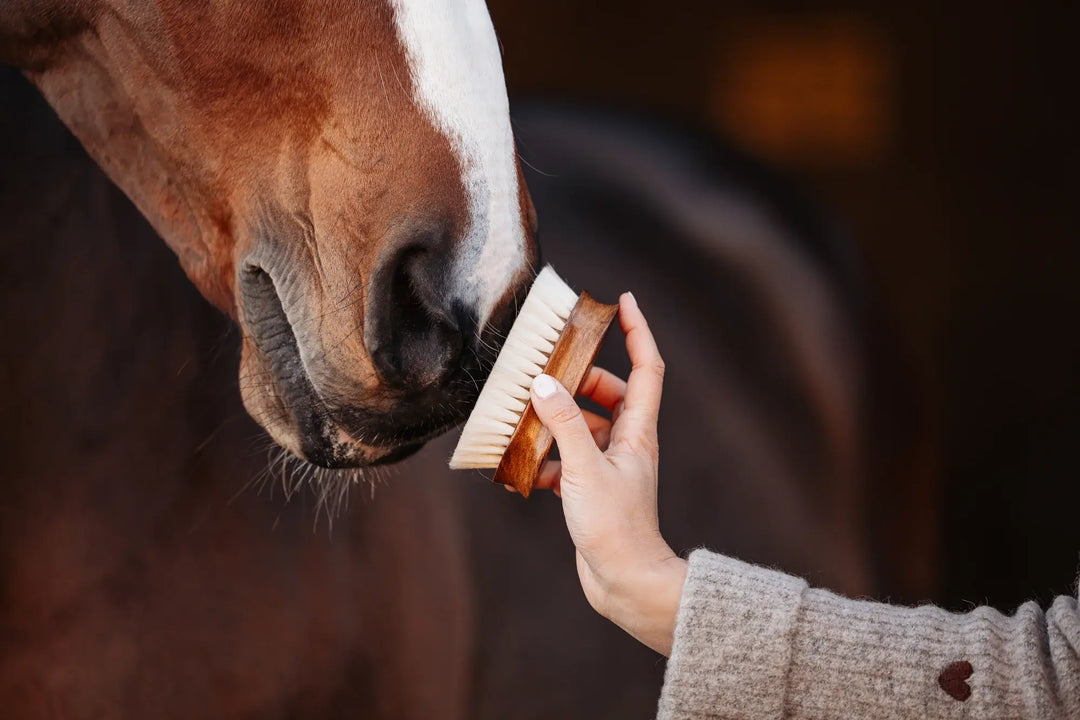 Equimour Head Brush MÄXCHEN